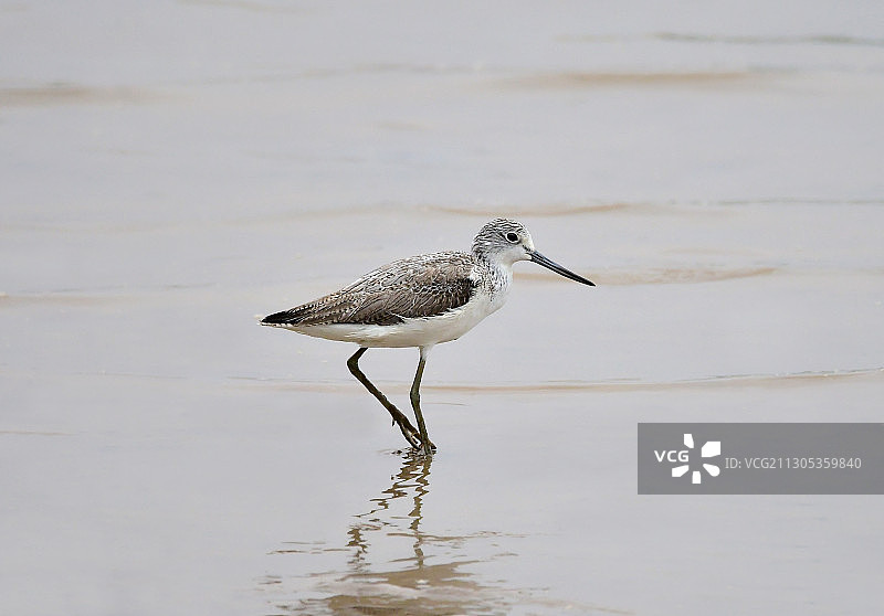澳头海边退潮后的青脚鹬图片素材
