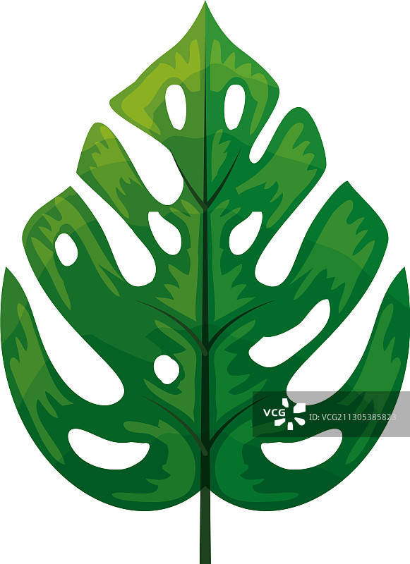 热带植物丛林树叶异国情调的树叶自然图片素材