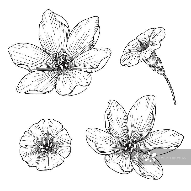 手绘单色百合花和旋花图片素材