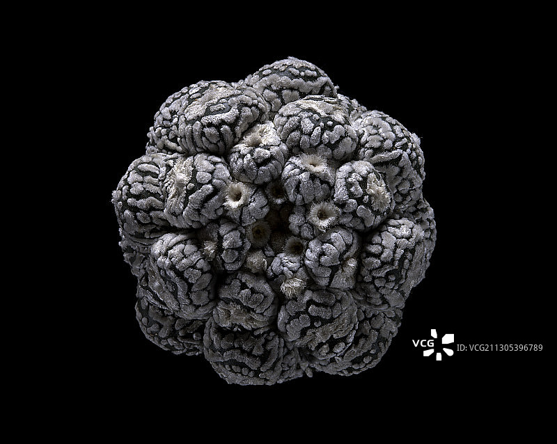 星球属兜 cv.Kikko Kabuto（沙钱仙人掌，海胆仙人掌，星仙人掌，星佩奥特）图片素材