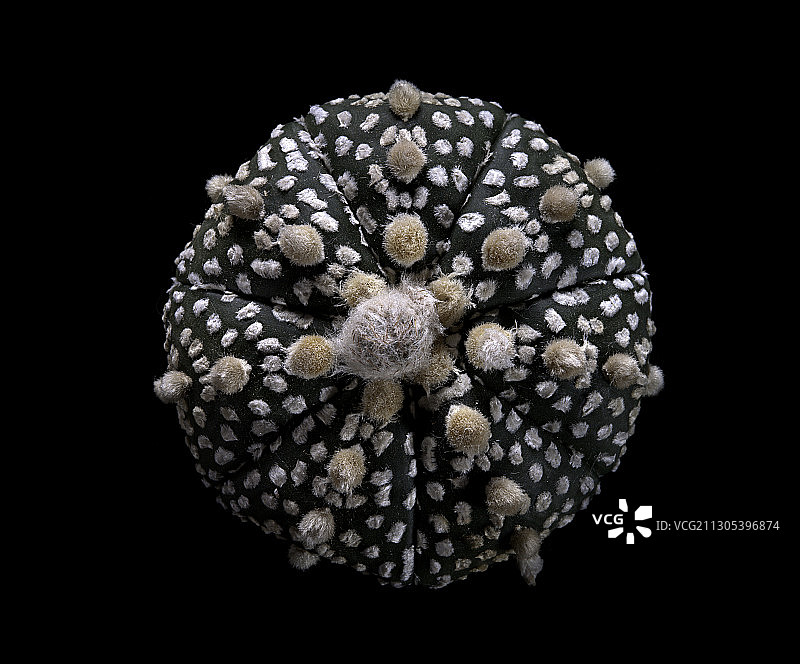 星球兜Super Kabuto图片素材