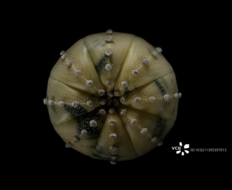 多棱玉图片素材