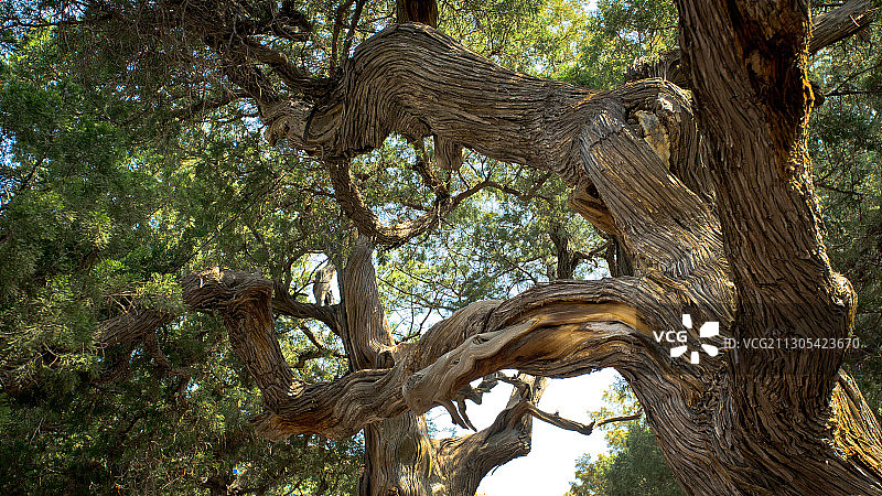 古树图片素材