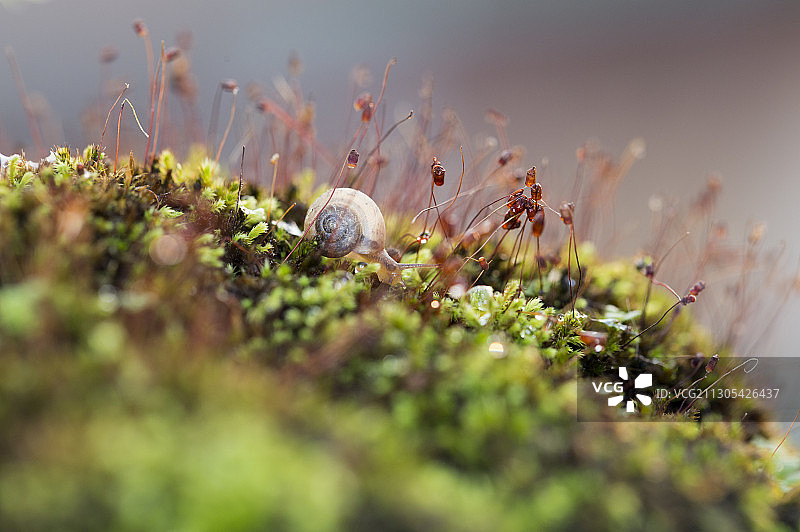 蜗牛图片素材