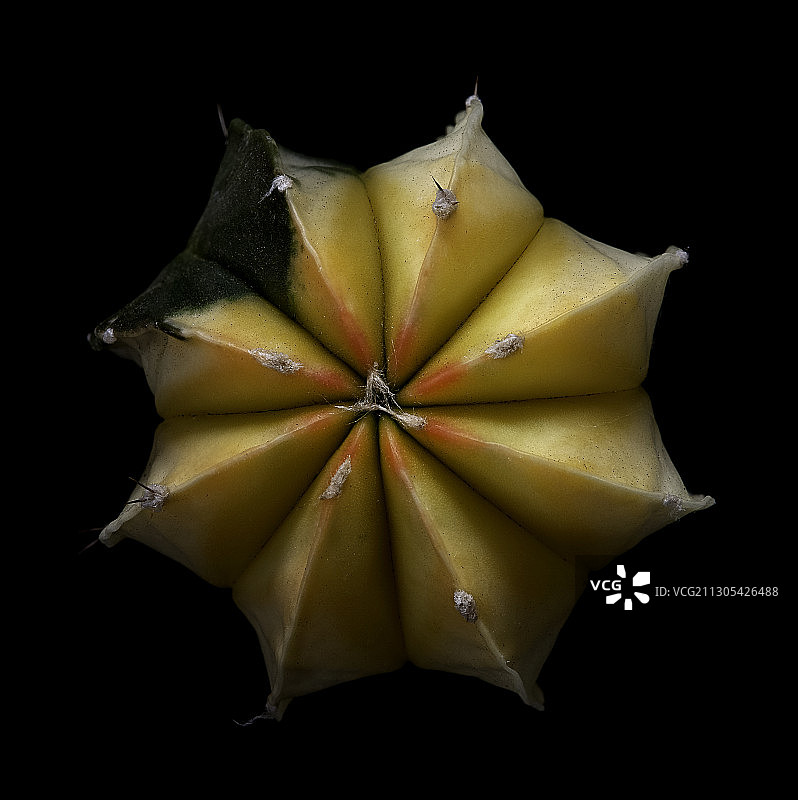 星球属植物：杂交斑锦鸾凤玉图片素材