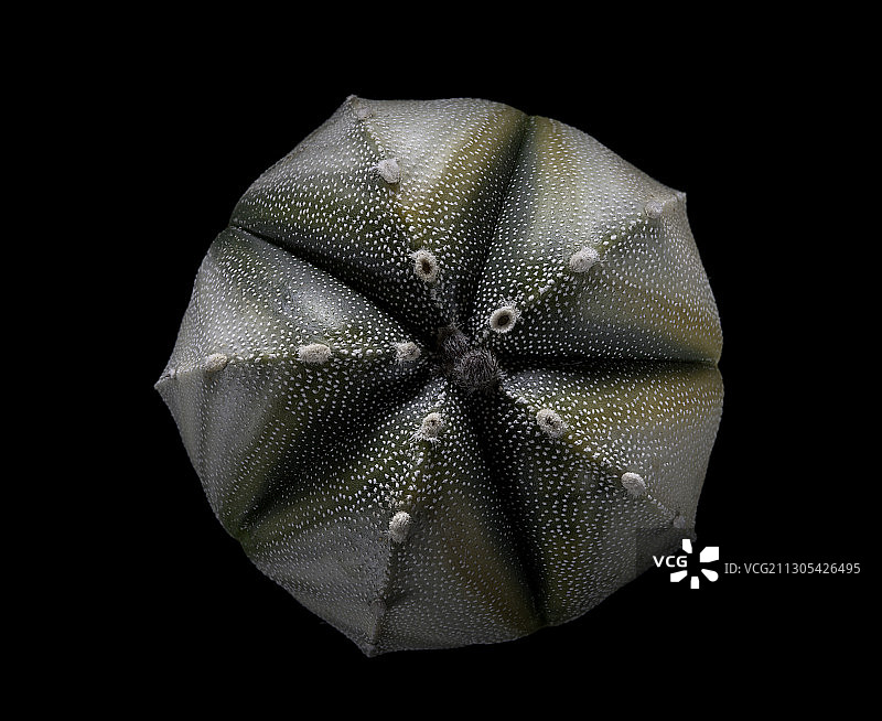 星球属植物：杂交斑锦鸾凤玉图片素材