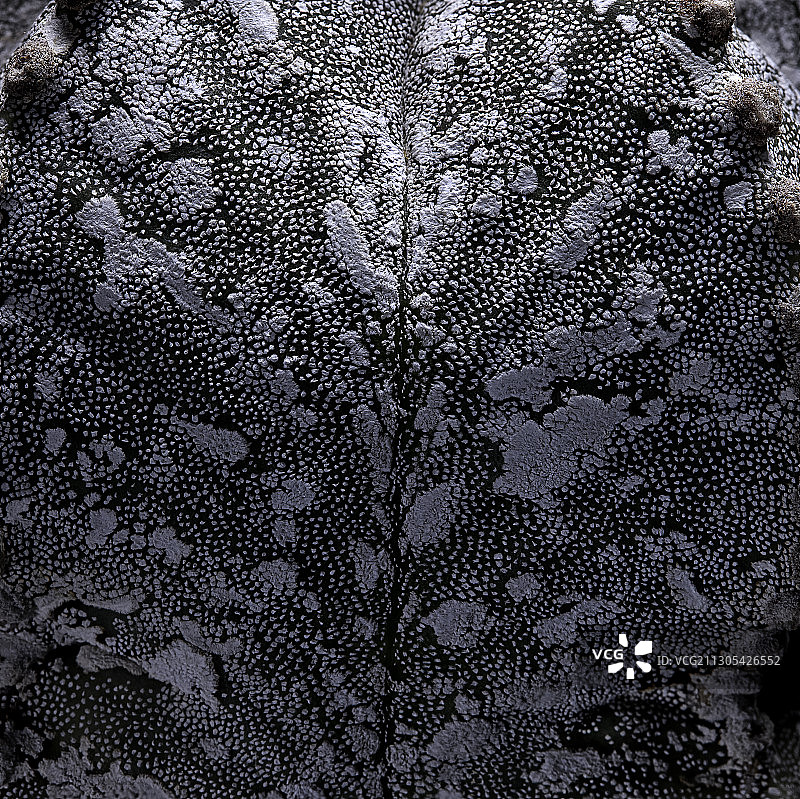 白云星球属植物（主教帽仙人掌）图片素材