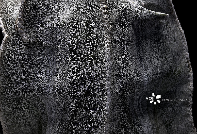 星球鸾凤玉（主教帽）图片素材