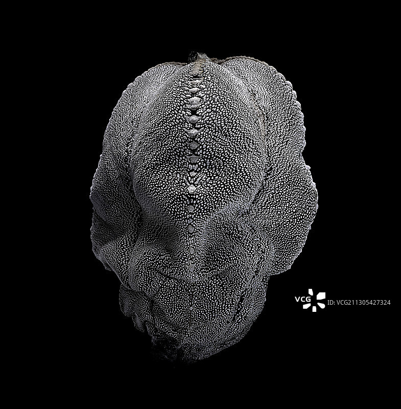 恩冢星球（主教帽）图片素材