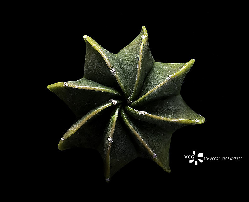 多棱玉（主教帽）图片素材