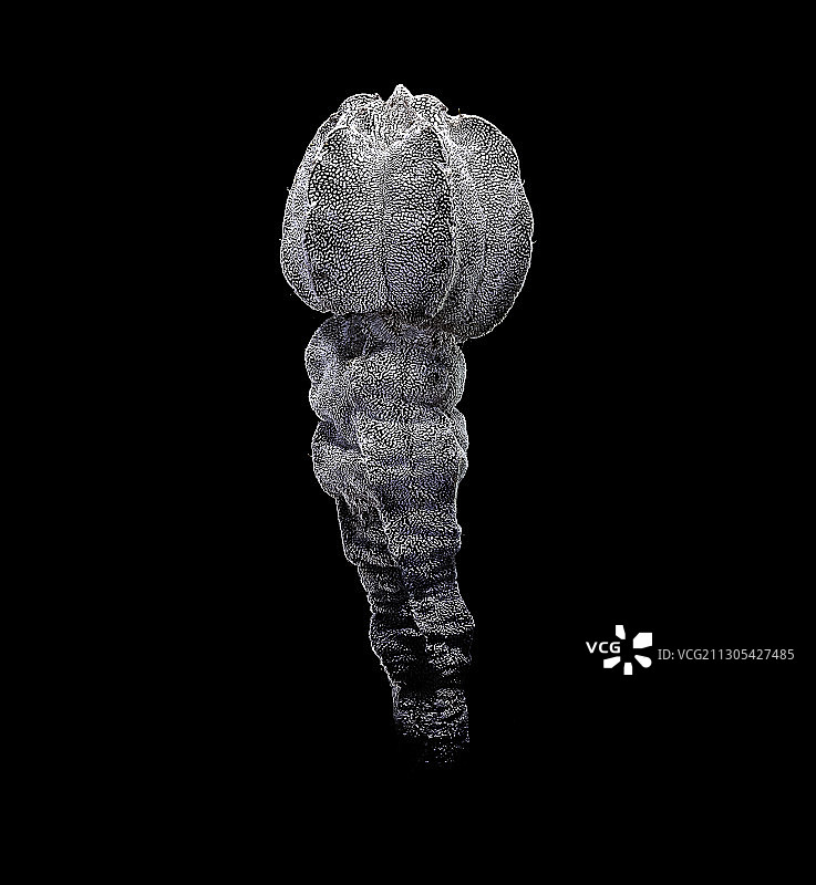 恩冢星球（主教帽）图片素材