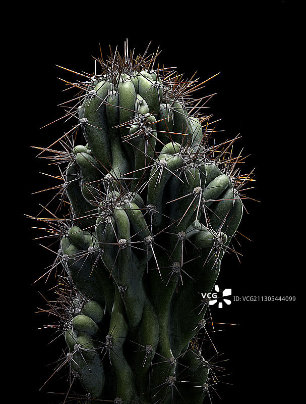 天轮柱仙人掌图片素材