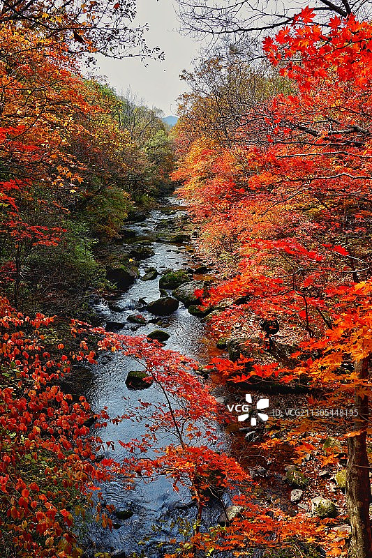 本溪关门山红枫图片素材