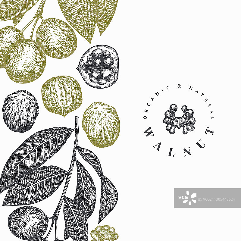 手绘有机核桃设计模板图片素材