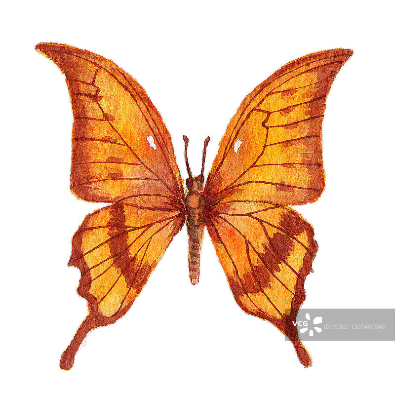 手绘水彩动物蝴蝶素材元素插画图片素材