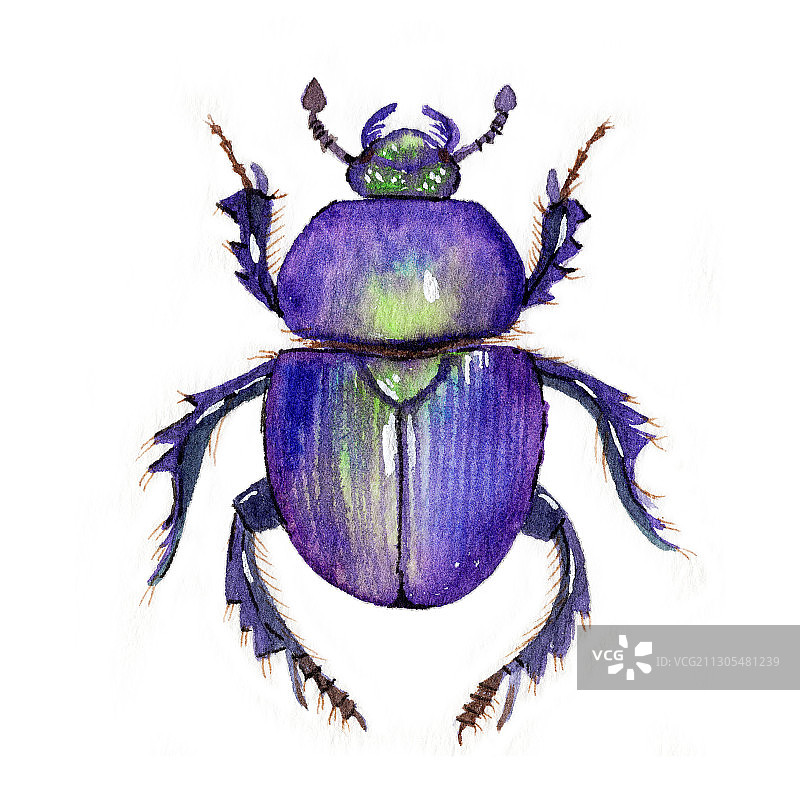 手绘水彩甲壳虫昆虫素材元素插画图片素材