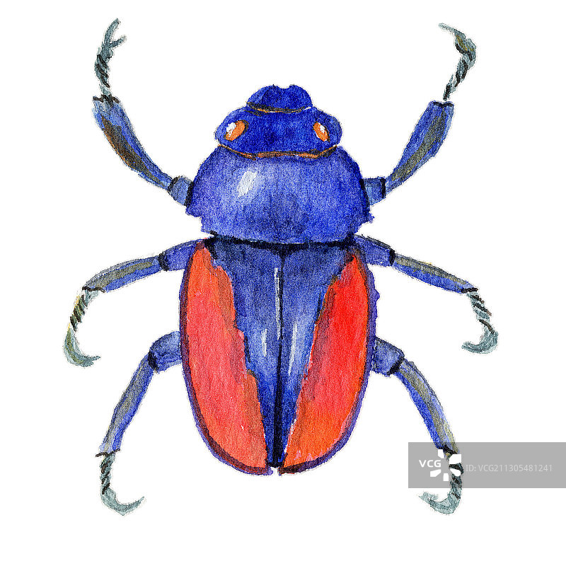 手绘水彩甲壳虫昆虫素材元素插画图片素材