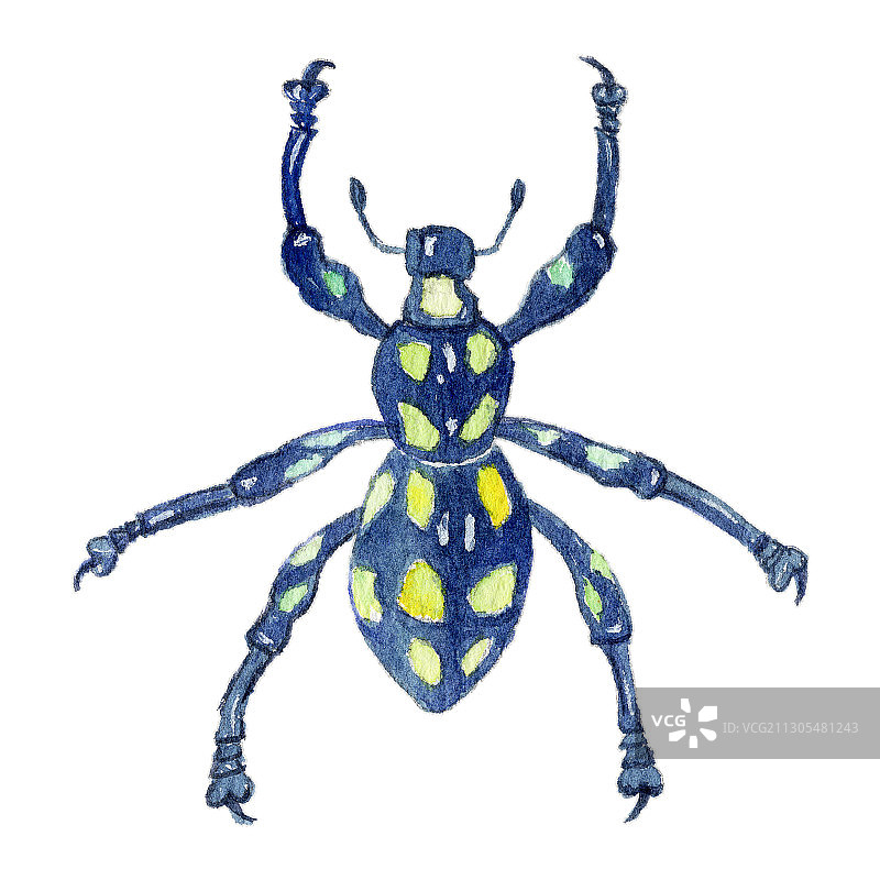 手绘水彩甲壳虫昆虫素材元素插画图片素材