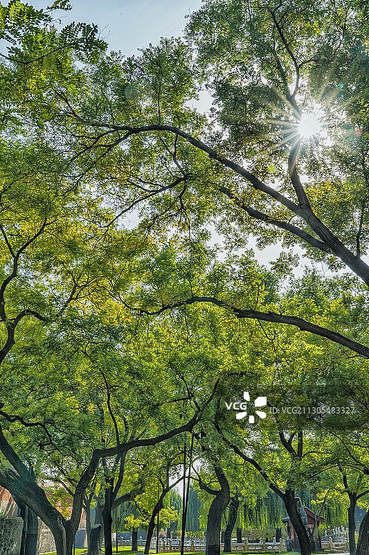 故宫·十八槐图片素材