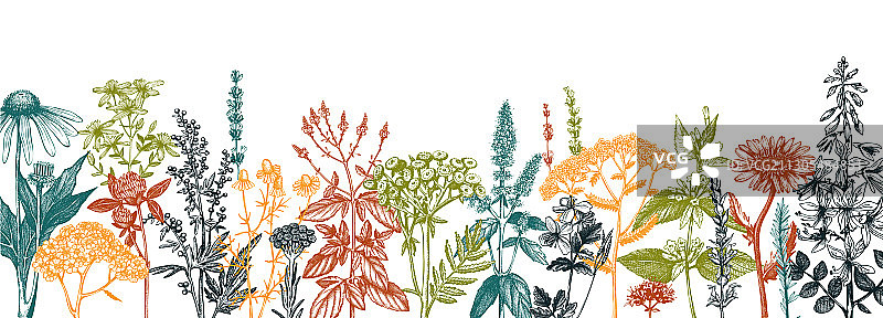 药草花卉横幅手绘设计图片素材