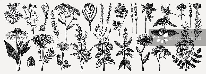 手绘草药集图片素材
