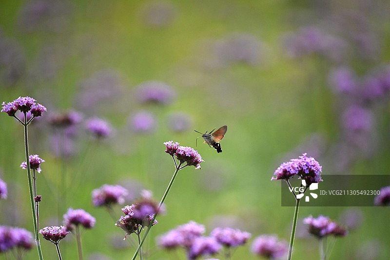 蜂鸟鹰蛾 马鞭草图片素材