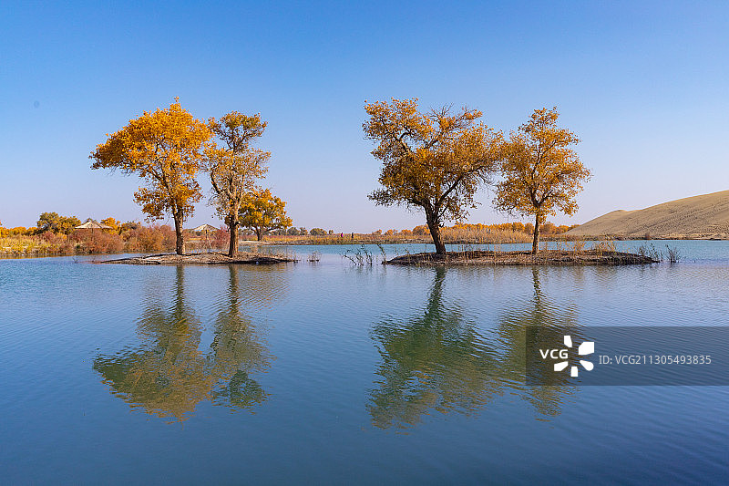 库尔勒-胡杨林图片素材