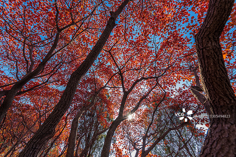 阳光红叶林图片素材