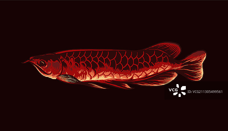 亚洲龙鱼图片素材