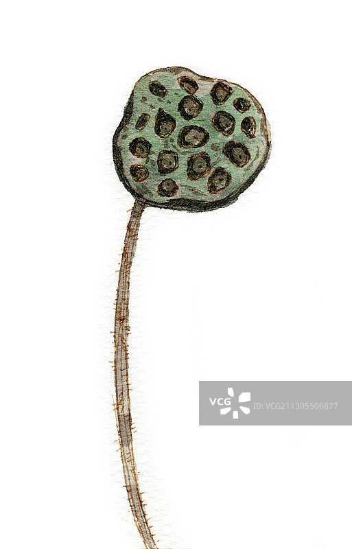 手绘水彩植物莲蓬素材元素插画图片素材