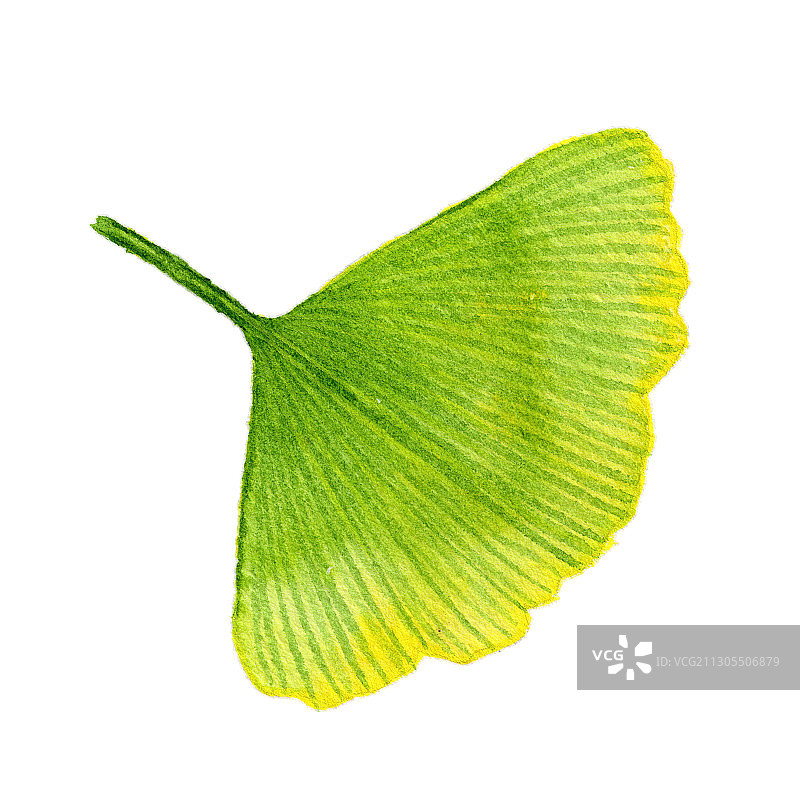 手绘水彩植物银杏叶叶子素材元素插画图片素材