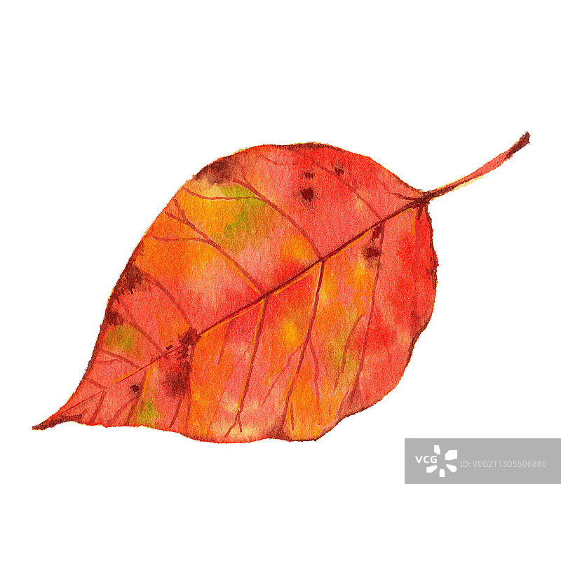 手绘水彩植物叶子素材元素插画图片素材