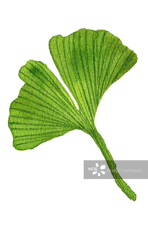 手绘水彩植物银杏叶叶子素材元素插画图片素材