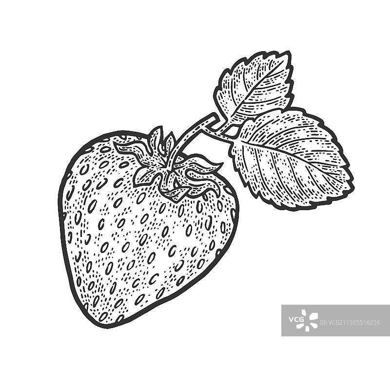 草莓浆果水果素描图片素材