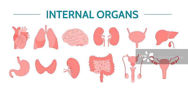 内部器官扁平图标集图片素材