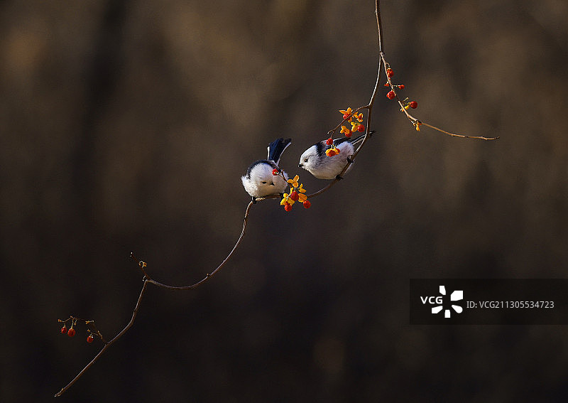 长尾北山雀图片素材