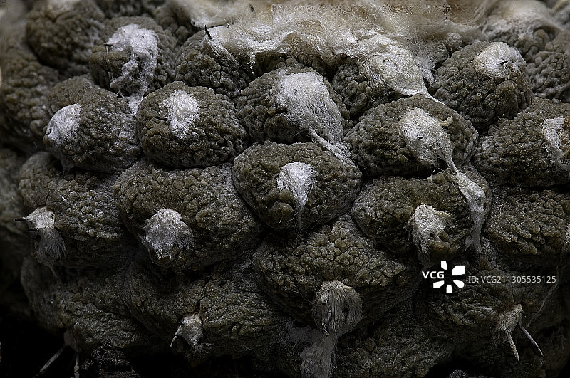 地下姬冠龙图片素材