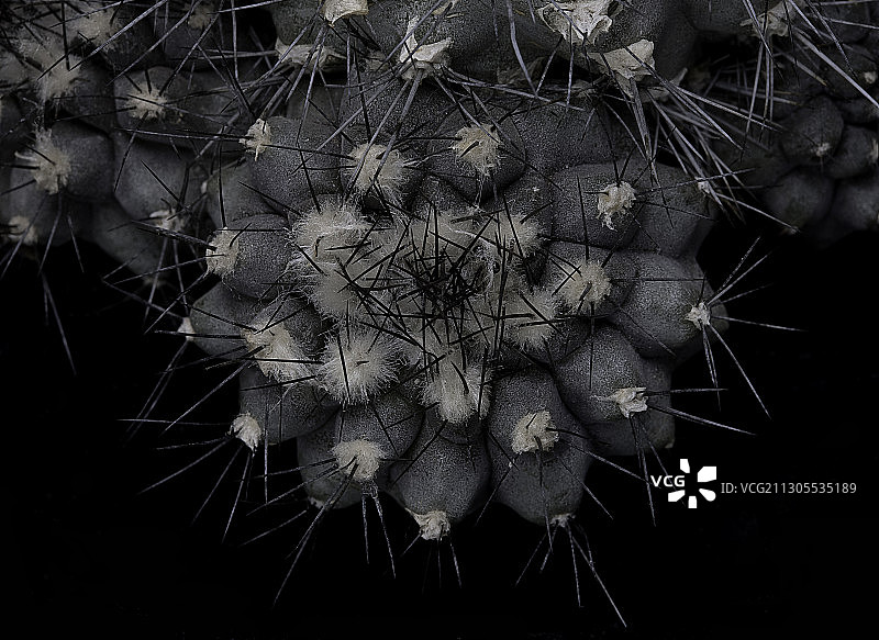 姬冠龙图片素材