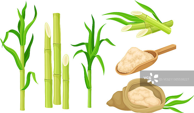 带叶的甘蔗无分支茎图片素材