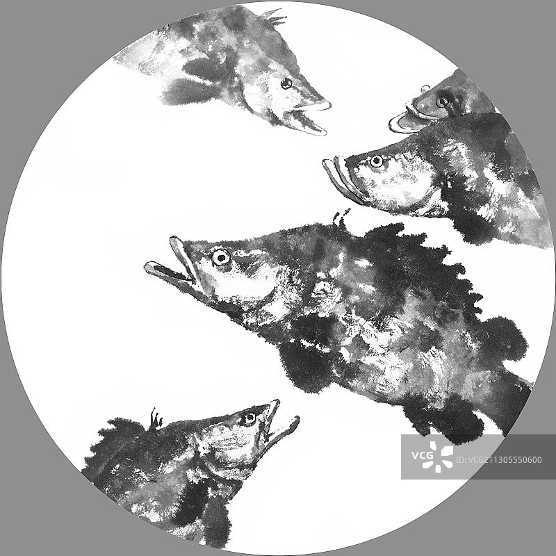 国画水墨风格科普百科鱼类绘画作品图片素材