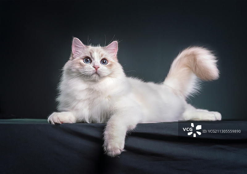 布偶猫图片素材