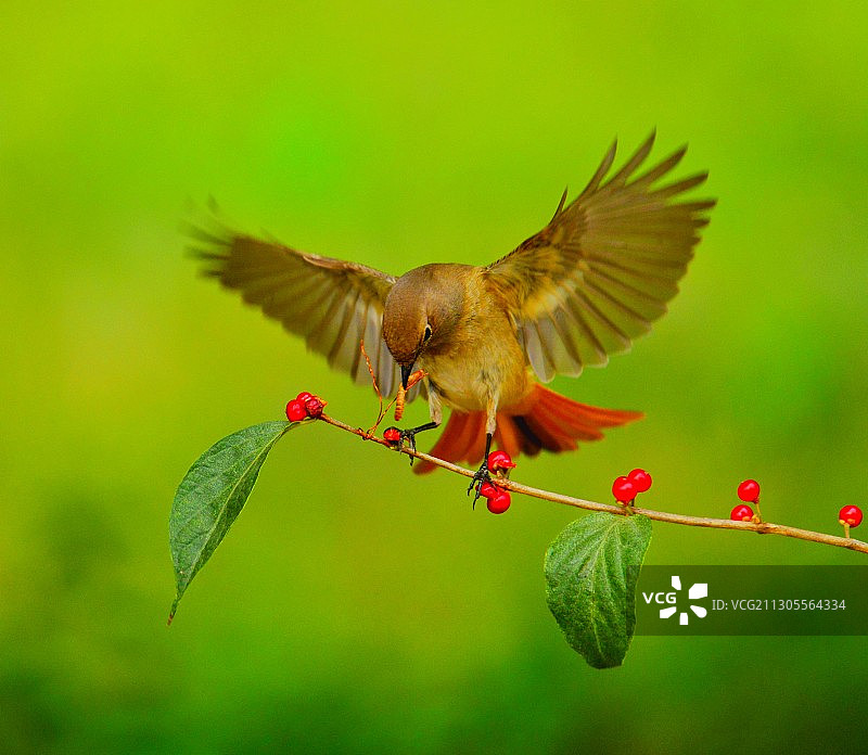 北红尾鸲觅食，拍摄北京玉渊潭公园。图片素材