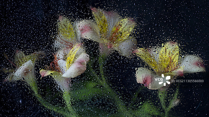 六出花图片素材