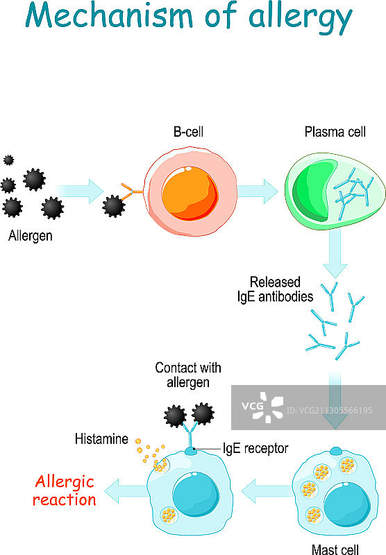 过敏机制图片素材