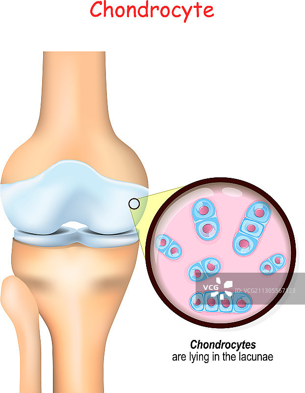 膝盖和软骨细胞特写图片素材