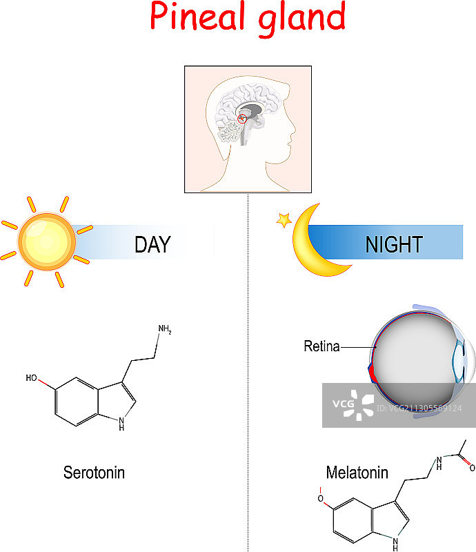 激素、松果体、血清素和褪黑素图片素材