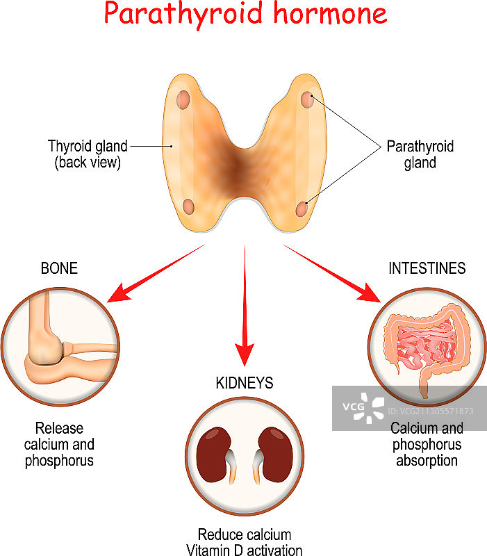甲状旁腺产生的激素图片素材