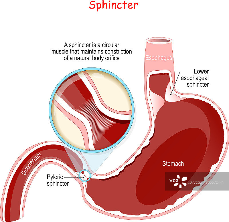 人体胃幽门括约肌特写图片素材