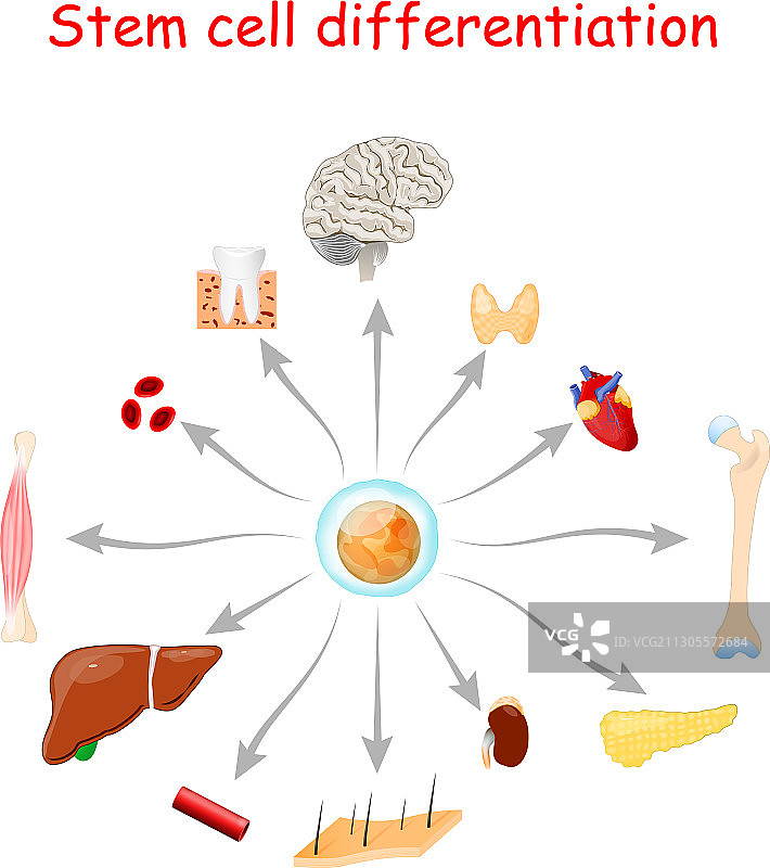 干细胞分化图片素材
