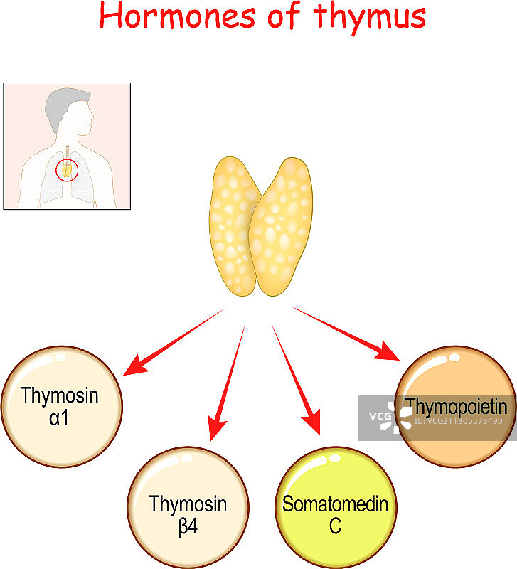 胸腺产生的荷尔蒙图片素材